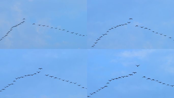 大雁天鹅人字形列阵飞行从越冬地飞北方繁殖