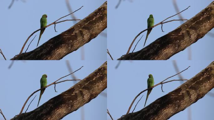 野生红领绿鹦鹉幼鸟在枝头