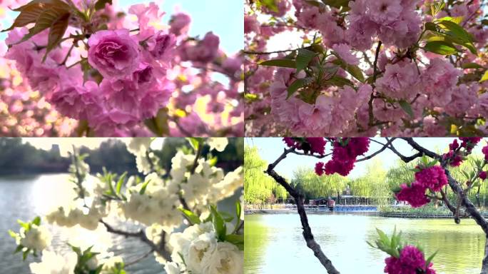 春天樱花盛开风吹绿树波光粼粼的湖面 月牙