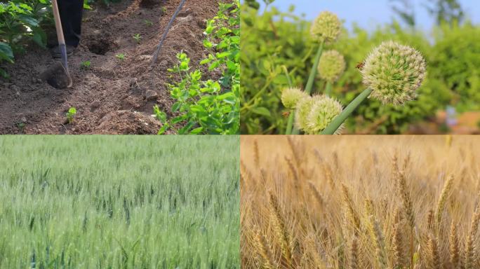 苏州农村小麦与农村环境风景素材