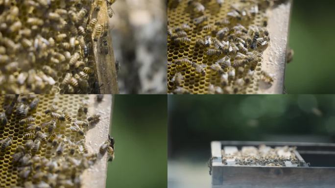 蜂箱周围的蜜蜂飞舞-1