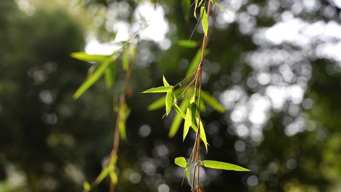 4K大自然光影时光岁月沉淀