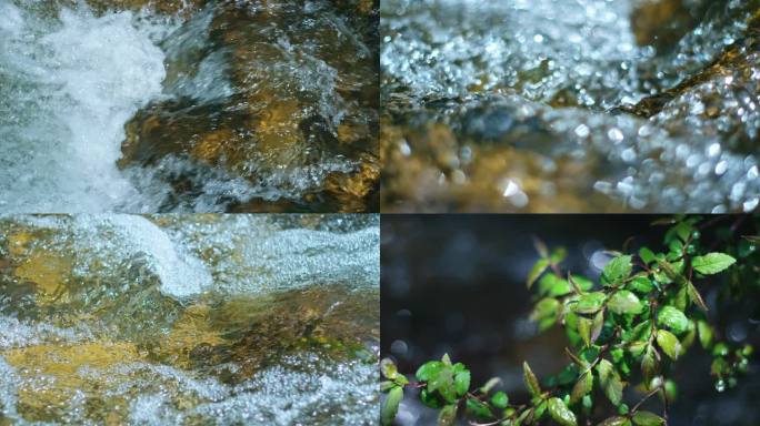 多组水流水边植物苔藓小溪溪流溪水清澈