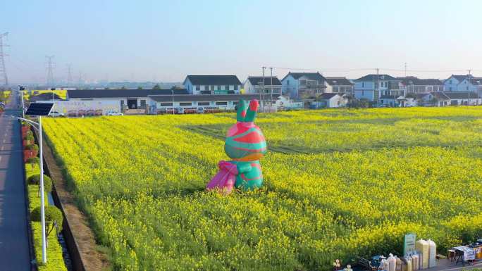 苏州新农村黄色油菜花风景