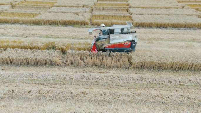 四川劳动季节机械收割小麦4k
