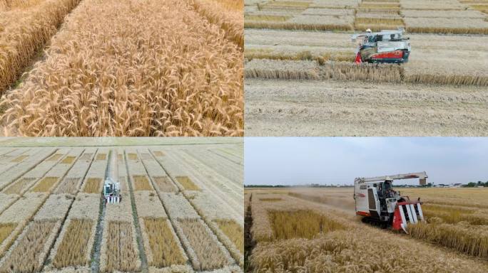 四川劳动季节机械收割小麦4k