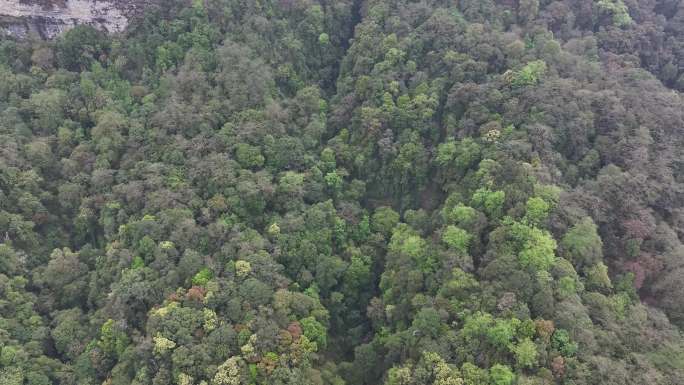 云南普洱景东县长臂猿保护区内的森林