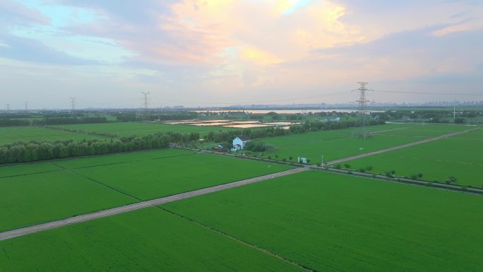 苏州农村水稻稻田画自然风景航拍