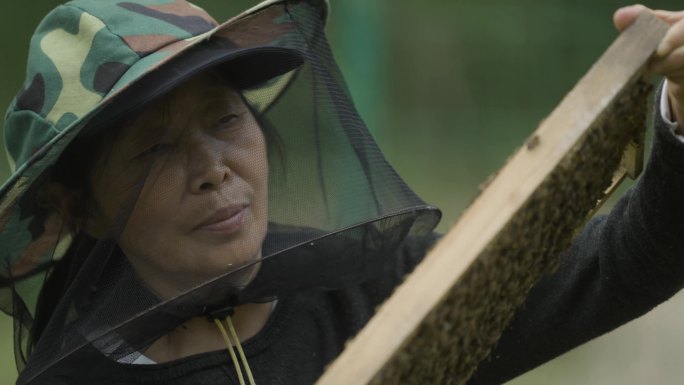 女蜂农打开蜂箱观察蜜蜂