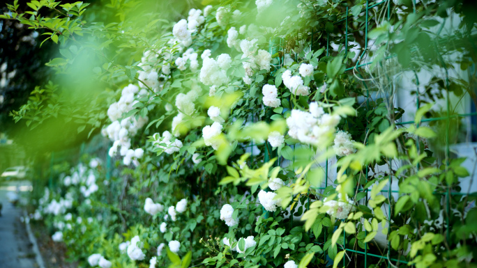 白色蔷薇花，白花，蔷薇，自然界花朵，唯美