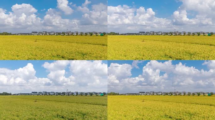 蓝天白云下苏州新农村水稻成熟风景延时