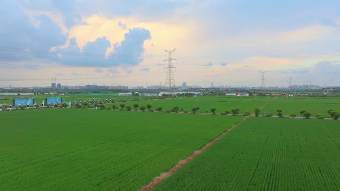 苏州农村水稻稻田画自然风景航拍