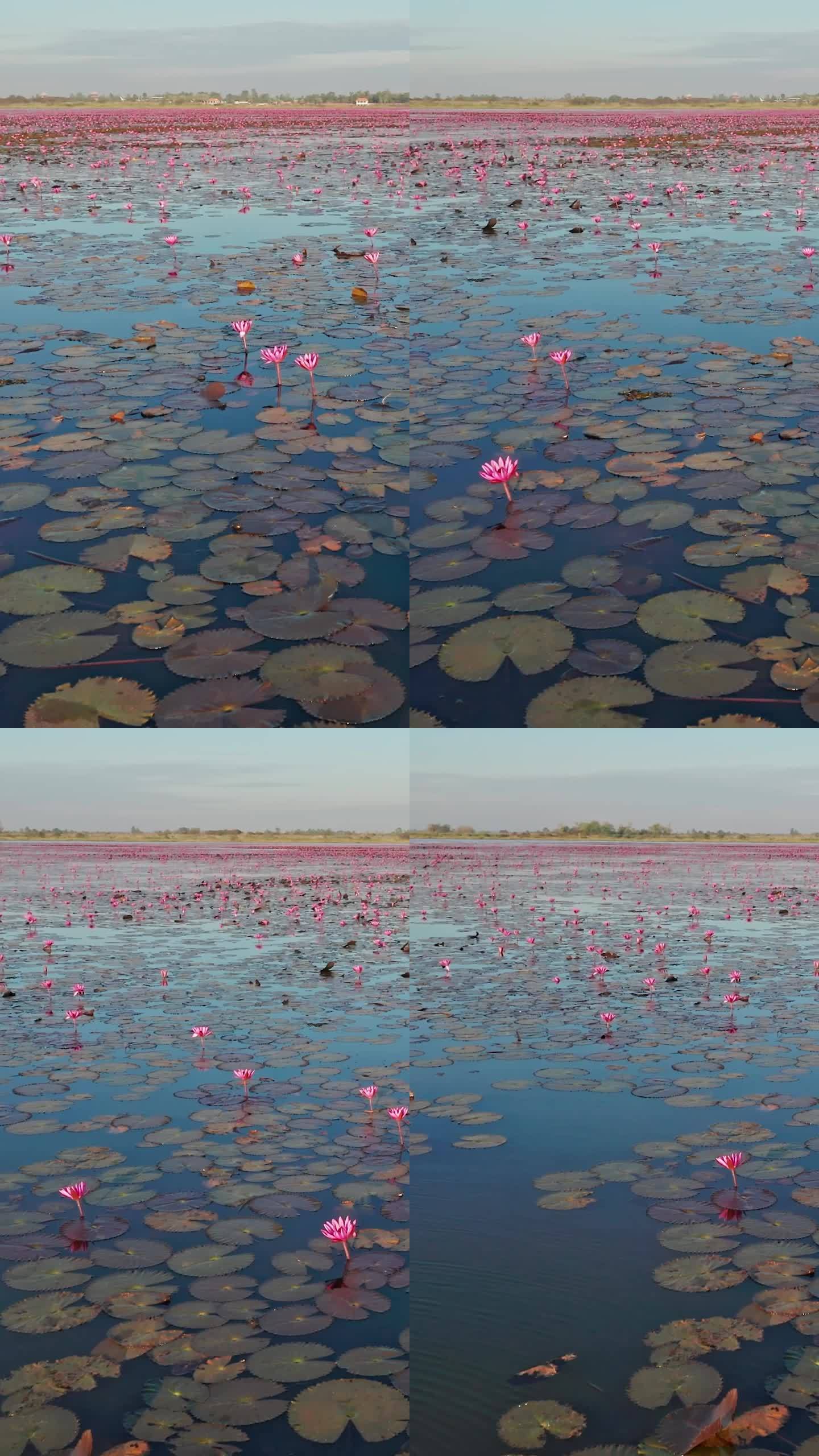 泰国红莲湖，莲湖盛开的池塘