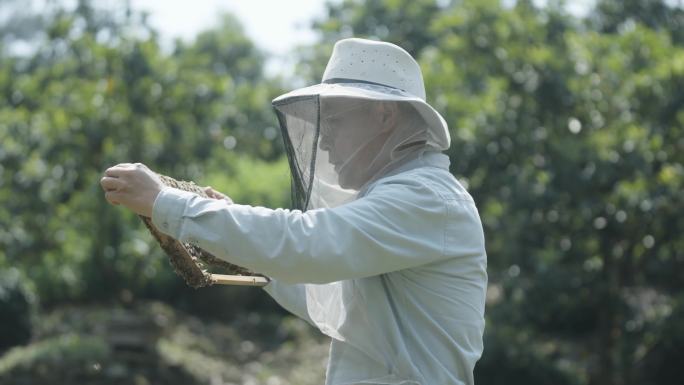 蜂农打开蜂箱检查蜜蜂