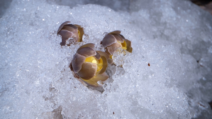 冰雪融化花开绽放东北雪景冰凌花绽放延时