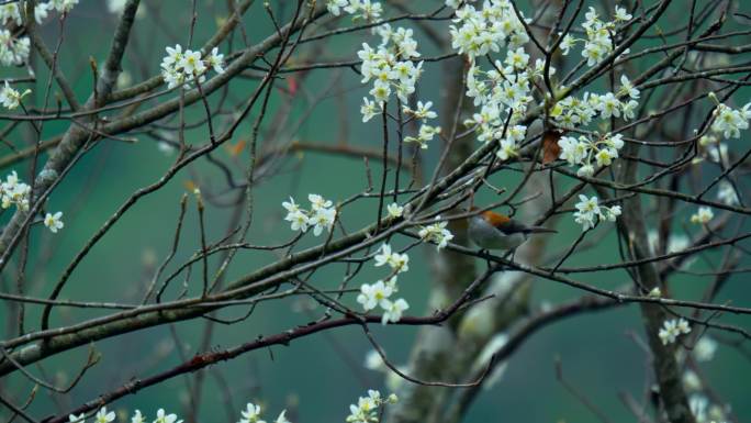 小清新 阳光 温馨 花透过阳光 花草