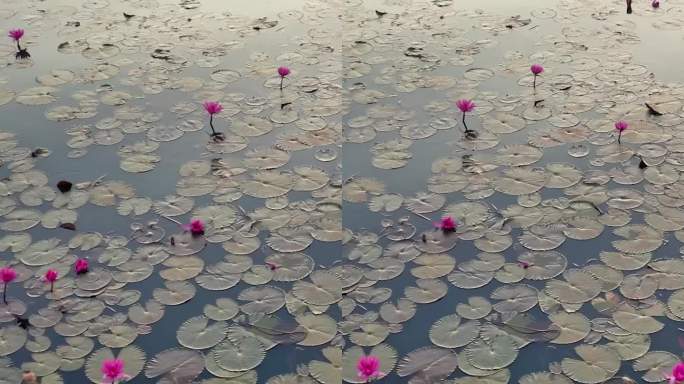 泰国红莲湖，莲湖盛开的池塘