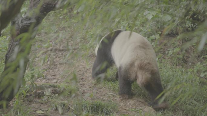 国宝熊猫玩耍吃竹子