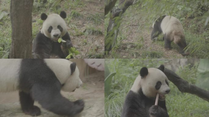 国宝熊猫玩耍吃竹子