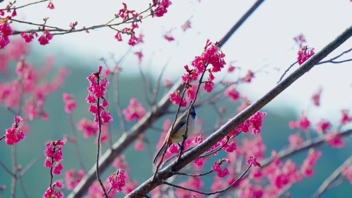 小清新 阳光 温馨 花透过阳光 花草