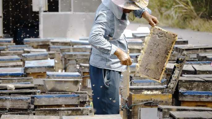 养蜂人蜂蜜采收纯天然蜂蜜收割