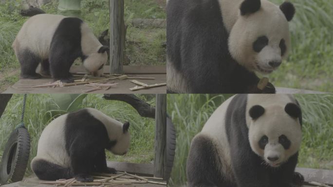 国宝熊猫散步玩耍吃竹子（灰度LOG3）