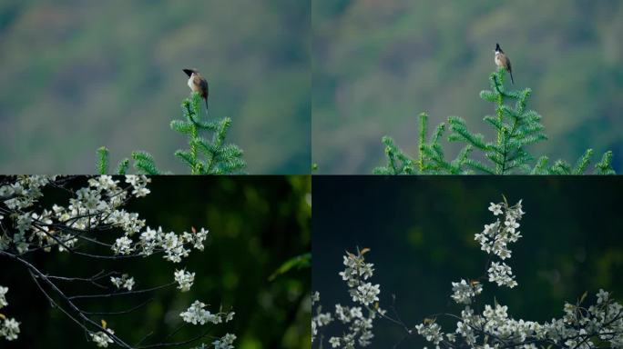 小清新 阳光 温馨 花透过阳光 花草