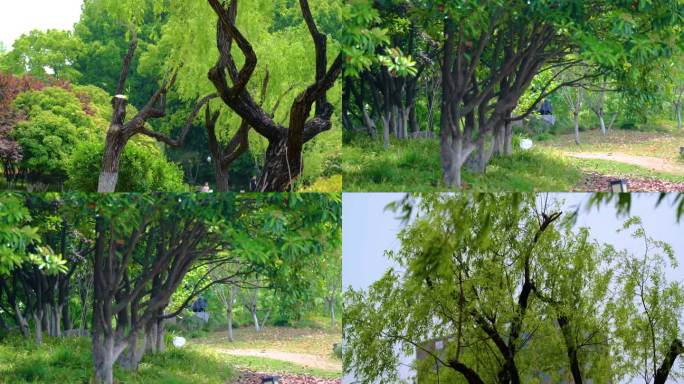 春天秋天公园柳树柳叶飘扬大自然风景视频素