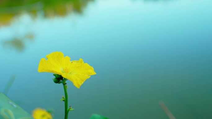 小清新 阳光 温馨 花透过阳光 花草