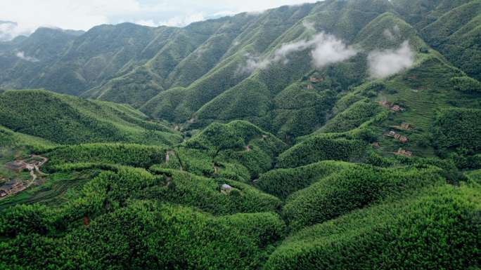 平塘马安 航拍竹海 航拍 竹林 氧吧