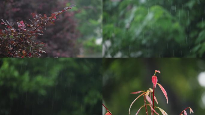 绿色清新雨水滋润雨天植物枝叶树叶雨点雨滴