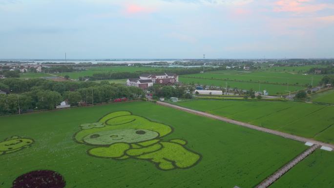 苏州农村水稻稻田画自然风景航拍