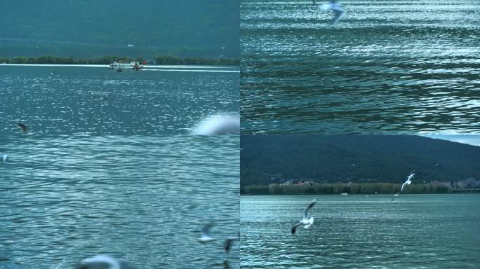 4K拍摄云南昆明滇池大坝海鸥 FX6拍摄