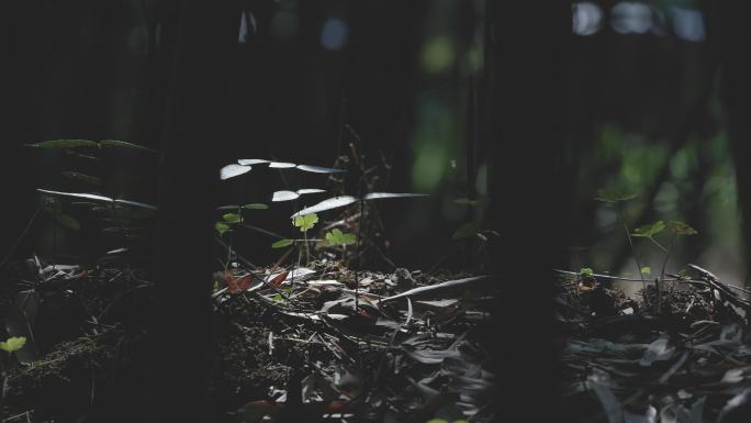 竹林地上的逆光小花小草光影斑驳