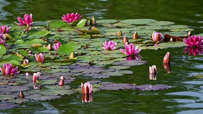 夏天池塘里盛开的睡莲在水流下摇动唯美慢镜