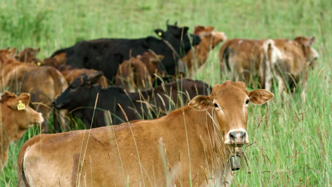 牛群奔跑放牛牛群吃草