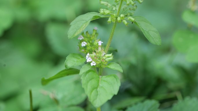 细风轮菜