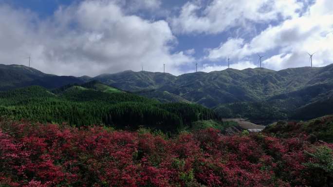 蓝天白云阳光下桂林天湖高山上的杜鹃花