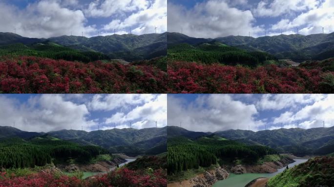 蓝天白云阳光下桂林天湖高山上的杜鹃花