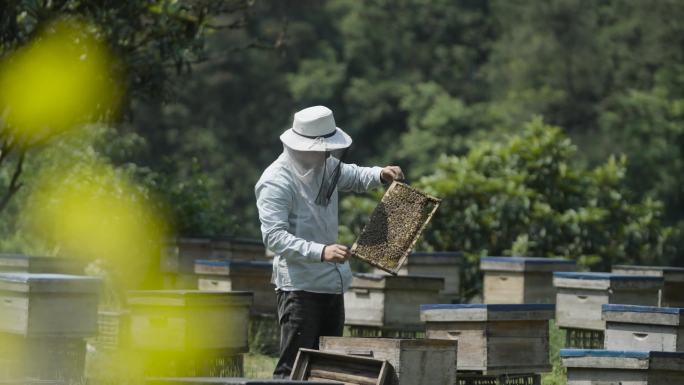 蜂农打开蜂箱检查蜜蜂