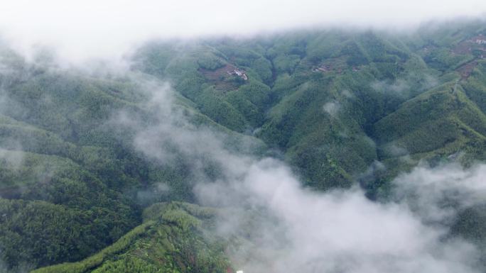 平塘马安 航拍竹海 航拍 竹林