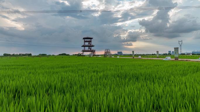 夏天苏州农村水稻自然风景延时
