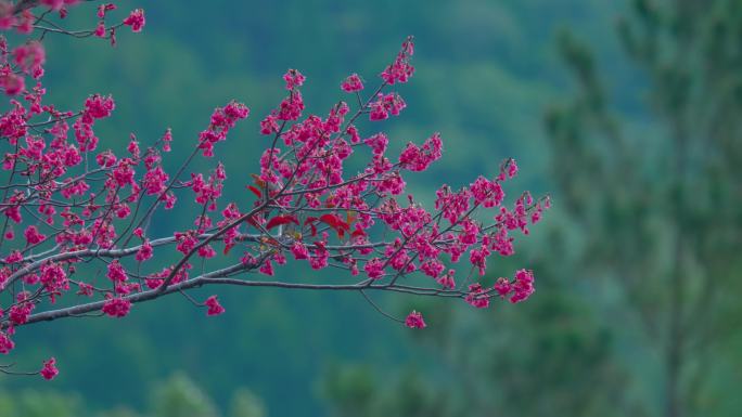 小清新 阳光 温馨 花透过阳光 花草