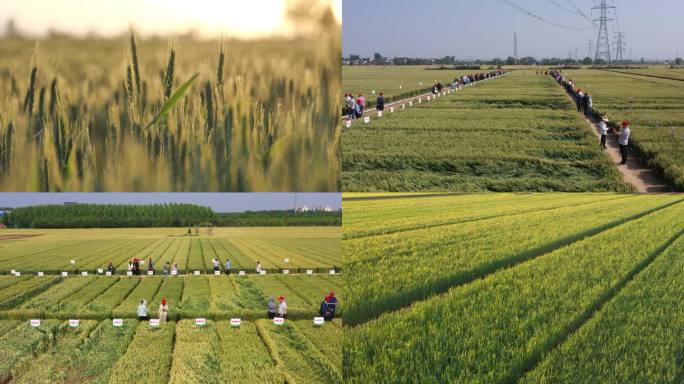 小麦实验基地麦田浇灌栽培