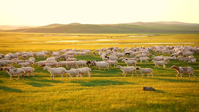 草原夕阳下羊群自然风光