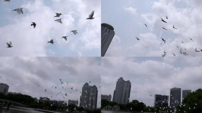4k实拍城市中鸽子飞翔3