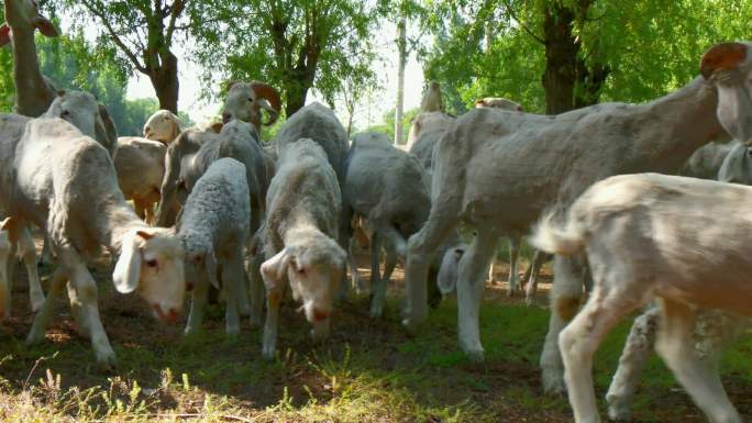 小尾寒羊 树林中觅食的羊群 羊群 绵羊