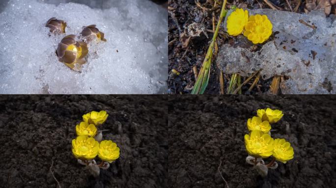 冰雪融化花朵绽放，立春植物生长延时