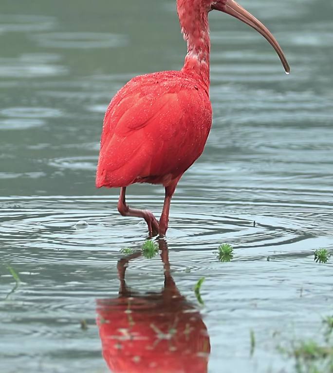 动物园中的明星：美洲红鹮世界色最红的鸟类
