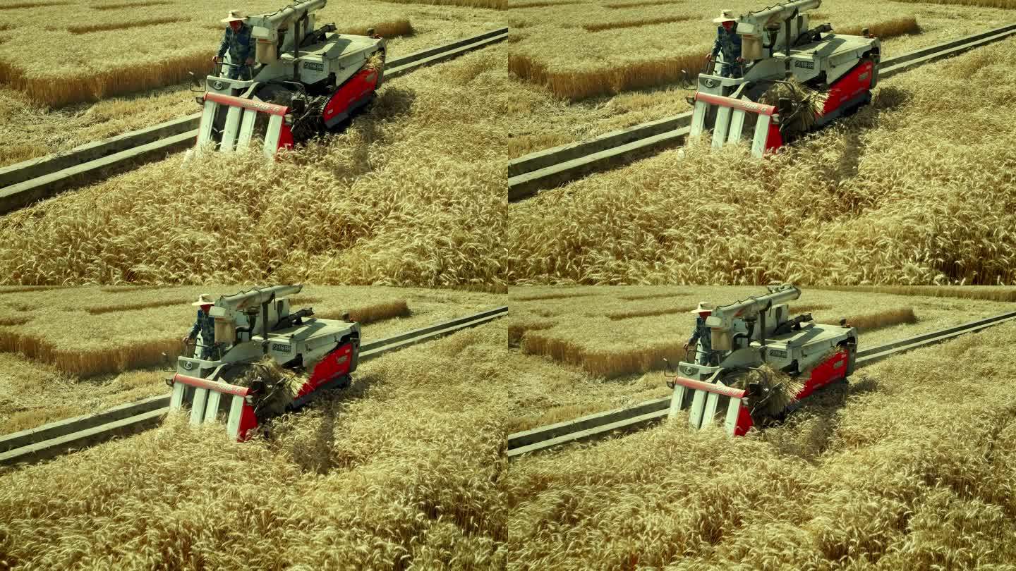 航拍粮食种植基地麦田种植